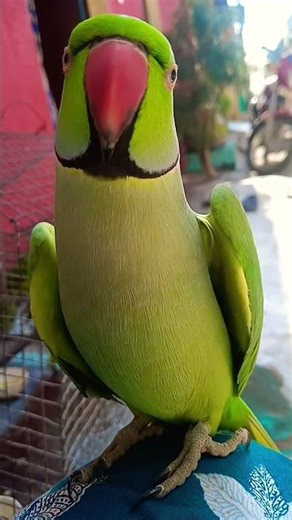 Mitthua Billi😾 Kse Bolttii Hai 😜🦜#Ha Ha Ha😂#cute #talkingparot #viral ToTa#youtubeshorts #subscribe