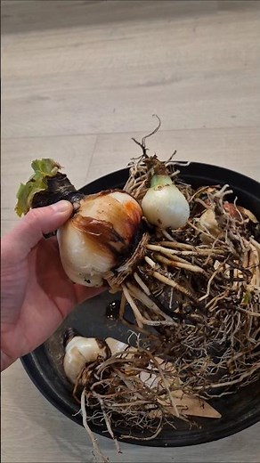 How I store my Amaryllis bulbs in winter