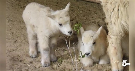 Rocky Mountain goat kids are the newest Cheyenne Mountain Zoo residents