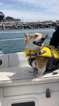 Corgi's First Sailing Adventure!
