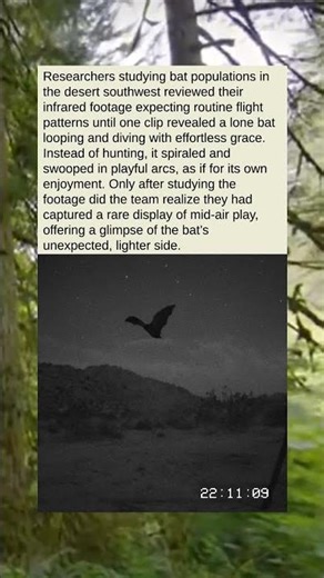 "The Acrobat Hidden in the Night Sky"