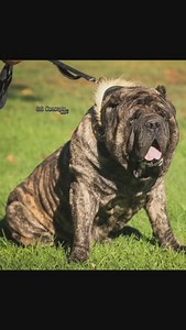 10K views · 2.9K reactions | American molossus Owner @oldworldmolossus If you’re interested in content like this & collaborating with us Drop us a DM @pawpointuk #molossus #mastiff | PAW POINT UK | Facebook