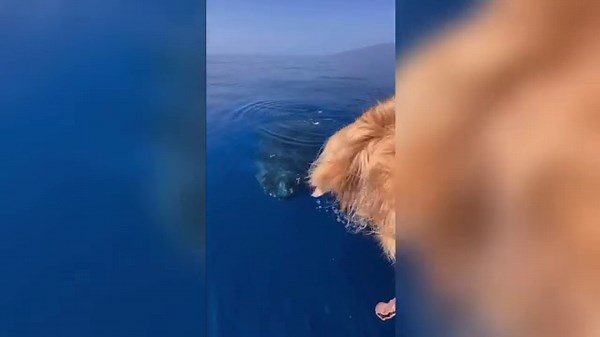 Watch: Dog’s barking sparks heartwarming whale encounter off Hawaii coast