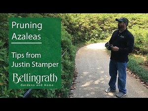 Gardening tips: Pruning Azaleas