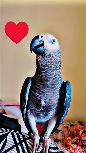 “Smartest Parrot Ever? African Grey’s Cute Talking Moment!”😍 #talkingparot#Africangrey#cutb ird