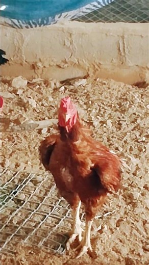 Eagle Man BGM _ Asil fighting Cocks Rasangi Patta Punju