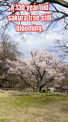 A 130 year old sakura tree is still blooming.. The beauty of Japan. #cherry #japan #sakura