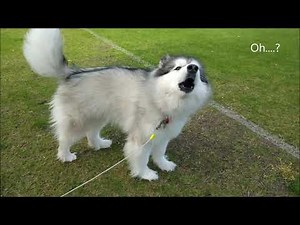 Alaskan Malamute...Barking or howling?