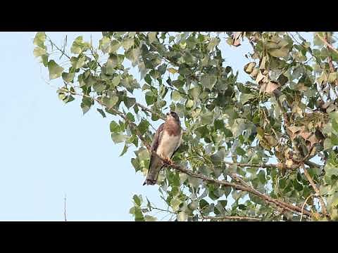 Swainson's Hawk Call