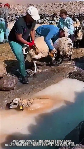 양 기생충 예방과 피부 관리를 위한 약탕 소독 과정 #farming #livestock #sheepcare #agriculture #animalhealth