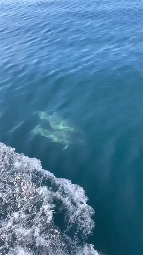 Fascinating how these magnificent creatures interact with humans 💙🏴󠁧󠁢󠁳󠁣󠁴󠁿. Dolphins off the west coast of Scotland. #dolphins #scottishislands | Scottish Scenery