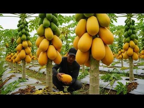 Inside Thailand’s Papaya Farms – Harvesting Millions for Street Food