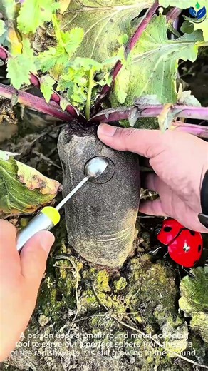 Using a melon baller tool to scoop out a perfect sphere from a radish