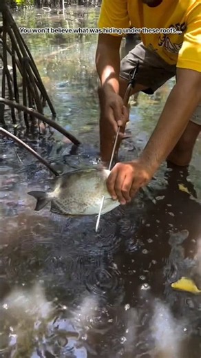 Spear Fishing in the Mangrove Roots! 🎣