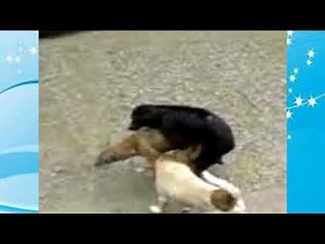 Multiple male dogs mate with a single female dog at the same time.