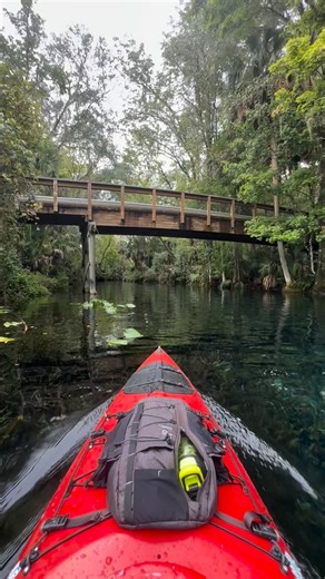 Paddle the short loop around the headspring at Silver Springs to understand why people have been visiting here for years. A more dramatic clear water jungle like pristine location is found nowhere else. Fish swim underneath you, turquoise waters show the sandy bottom 30 feet below you, eelgrass sways in the current, brilliant greens and blues, waterfowl glance nonchalantly at you while Spanish moss sways in the wind. Gators glide by while manatees poke their noses up at you. Even monkeys may sud