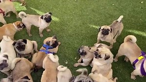 13K views · 438 reactions | Here are some of our friends on their...