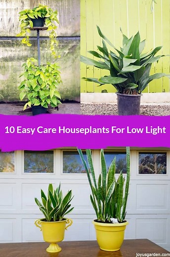 10 Best Low Light Indoor Plants (Easy Care & Low Maintenance)