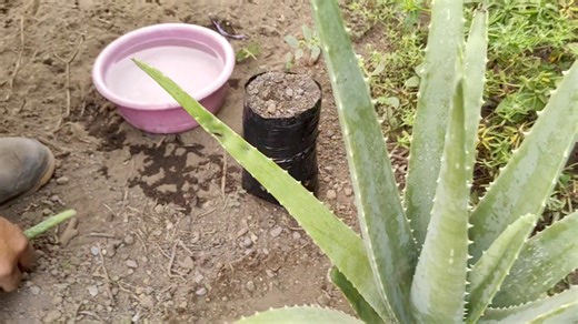 44K views · 490 reactions | Como reproducir Sabila o Áloe Vera en casa Facil | Siembra y cosecha | Facebook