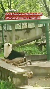 A giant panda in a zoo in China flung a chair away after falling from it. It then threw a tantrum around its enclosure. 🐼 | Mustsharenews.com