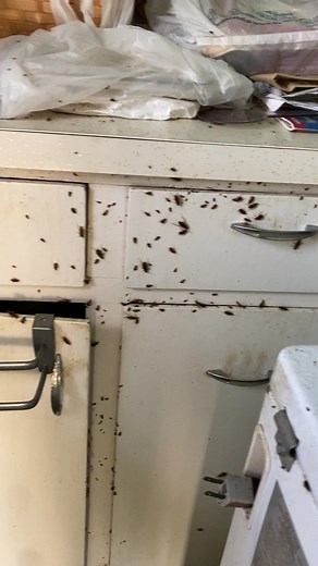 Reacting to a Pest Infestation | Burn It Down or Call Pest Control?