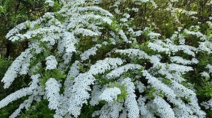 Thunberg Spirea, Spiraea Thunbergii, arbusto en flor. Fondo de flores blancas. Concepto de jardinería