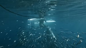 What happens when a shark bites "by accident"