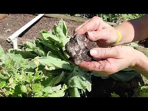 Mullein Root: Benefits, How to Harvest, and More!