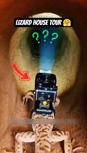 lizard house tour 🥰#shorts #viral #animals