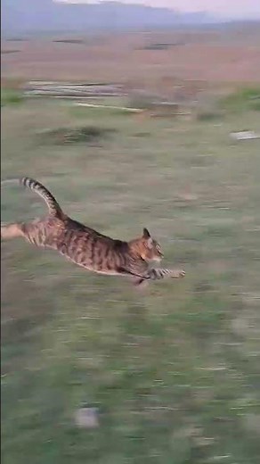 Cat runs full speed #cute #cats #viral