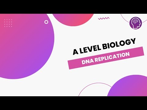 DNA Replication | A Level Biology | OCR, AQA, Edexcel