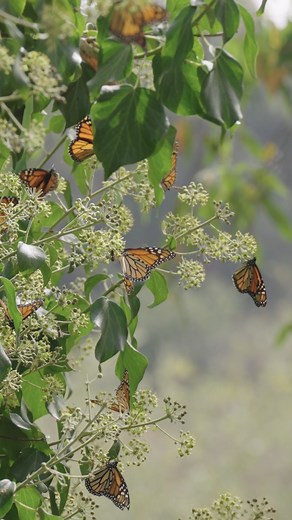 4.9K views · 191 reactions | Guess who's returning to Natural Bridges State Beach?! That's right, 曆 in one of the state's most magical natural phenomena, the annual migration of western monarch butterflies has started this month and will last until February! Be sure to check out Natural Bridges State Beach, one of the few world-renowned overwintering havens for the species. | California State Parks Foundation | Facebook