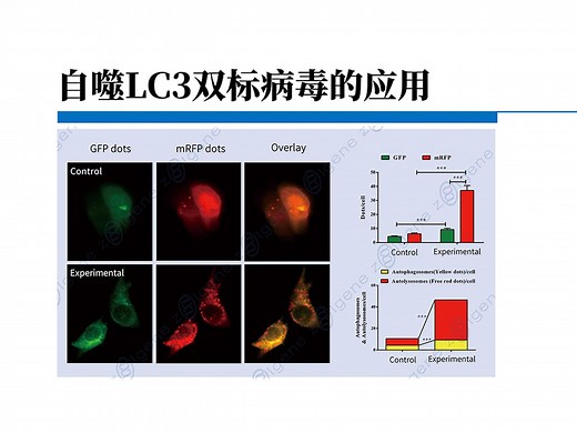 自噬LC3双标病毒的应用 ｜原理·信号通路解析｜ 实验步骤｜ 结果观察｜工具型病毒