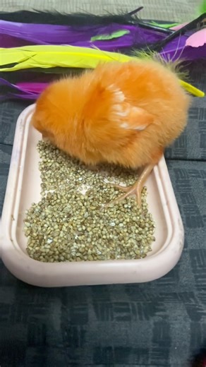 See what a hungry chick does! EAT all it can😅#youtube #viral #shorts#chicken#pets#asmr