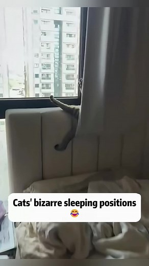 Sleepy Cat Funny Moments: Cute Cat Sleeping Positions