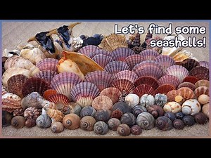 Scallops and Baler Shells | Beach Hopping around Hervey Bay at Low Tide