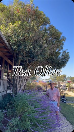 2K views · 432 reactions | Today, let’s talk about tea olives! Tea...