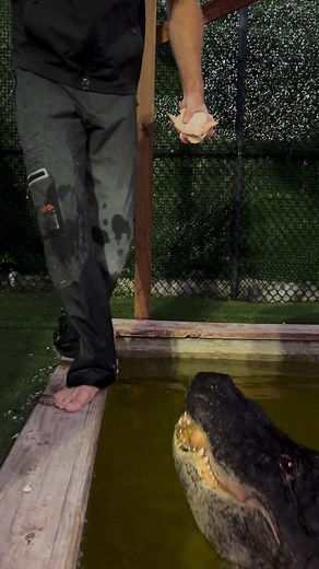 Steppin in the water with a dinosaur 🐊🐊🐊 coming in for Seven. Gators aren’t actually dinosaurs, they share a common ancestor with them though! More info on him from previous posts-At Everglades Holiday Park Seven is our biggest gator at EHP, he’s 10ft and likely around 350-400lbs. He has his own enclosure all to himself now, he’s gotten too big and aggro to be in with the other gators as he can easily kill some of the smaller ones in the main enclosure. That of course did not happen, but we m
