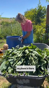 113K views · 1.8K reactions | How to make comfrey tea for the garden...