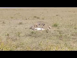Cheetah's Amazing Hunting Abilities in Action