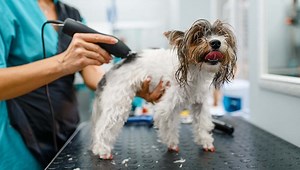 35 Best Professional Dog Hair Clippers