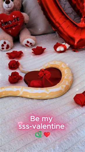 Primal Habitat on Instagram: "All you need is love… and a ball python ❤️🐍 Tag your Valentine below 👇 #valentinesday #ballpython #snakesofinstagram #reptile #valentine #love #pets #snakevalentine"