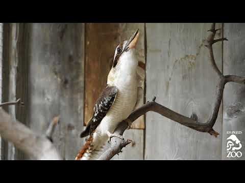 Laugh Kookaburra, Laugh!