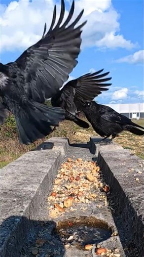 “Young Crow’s Predator Call Sets Off Dad’s Airstrike!”🐦‍⬛🖤