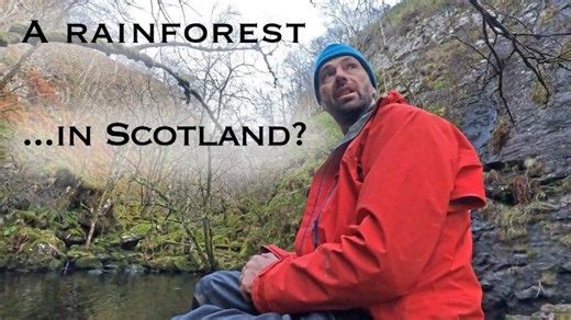A Scottish Rainforest fragment in Sutherland | Alliance for Scotland s Rainforest
