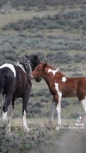 Just a little kid trying to play with his big sister. 🥰🥰❤️❤️ Siska and Kensi Bly’s 2023 colt, Kilo, and his big sister Korrine. ❤️❤️ McCullough Peaks Wild Horses All Rights Reserved 2023 #wildhorse #wildhorses #wildhorsepc #wildhorsephotography #wildhorsephotographycollective #mustang #wildlifephotography #wildlife #wyomingwildlife #wyomingphotographer #keepthemfree #keepthemfreeinthewild #IStandWithWildHorses | T.D.307 Photography