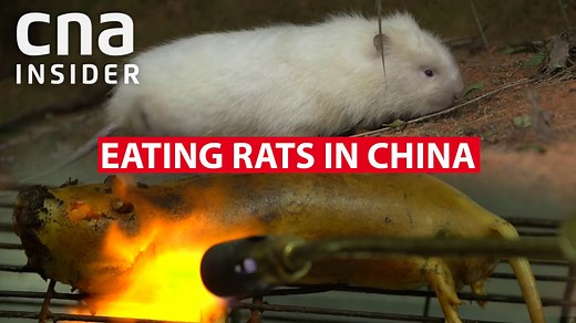 Would you eat a rat the size of a small dog? The bamboo rat is apparently delicious, good for your skin and can help reduce your carbon footprint on the planet. #ChinasGrowingAppetite | CNA Insider