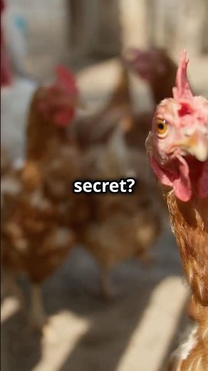 Chickens: The Modern-Day Dinosaurs!