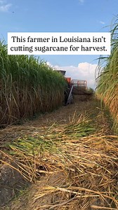 Sugarcane planting season is here! 🚜🌾 Through the fall, sugarcane farmers in Florida and Louisiana will be out in the fields laying the foundation for their next crop. Farmers typically get 3 to 4 crops from one planting since sugarcane will regrow year after year. When it’s time to plant sugarcane, the tall stalks are cut in one field and then used to grow the next crop on another field. Check out this process in action on the Landry Farm in Louisiana. Let’s grow something great! | American S