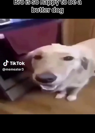 Butter Dog - The Dog With the Butter